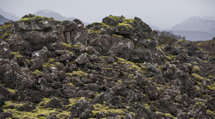 苔藓覆盖火山岩地貌