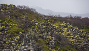 雾天郊野山坡自然景观