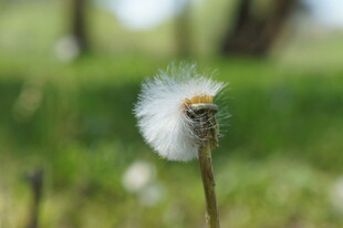 半絮蒲公英清新特写