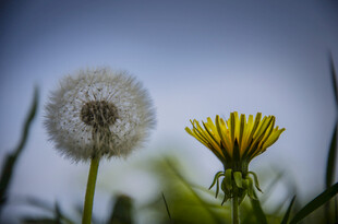 蒲公英的花与绒球