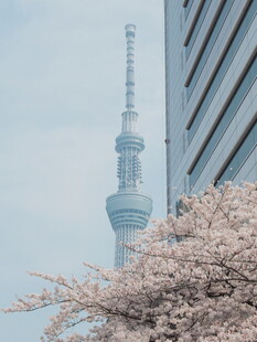 晴空塔春日樱花景致