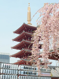 古寺五重塔与春日樱花