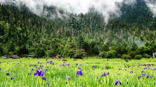 山野草甸紫花自然风光