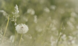 朦胧蒲公英柔焦背景