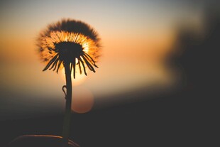 夕阳下的蒲公英剪影