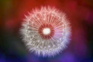 逆光幻彩蒲公英