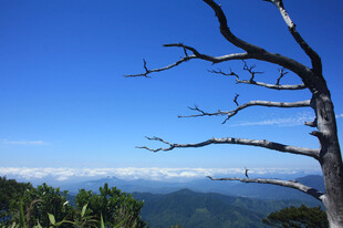 海南五指山山顶枯木云海