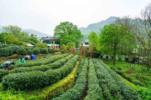 春日茶园采茶田园风光