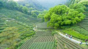山间茶园田园风光
