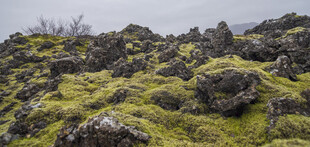 苔藓乱石坡野外景观
