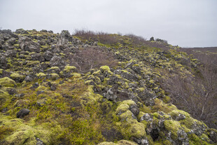 苔原岩坡郊野自然风光