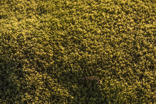 苔藓