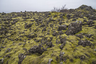苔藓覆石荒野景观