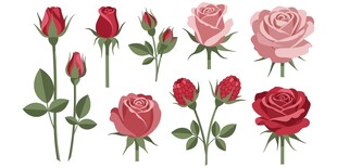 玫瑰花卉素材