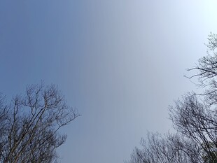 晴空下的光秃树枝