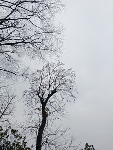 雾中枯树灰蒙天空