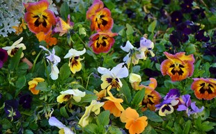 缤纷三色堇花丛