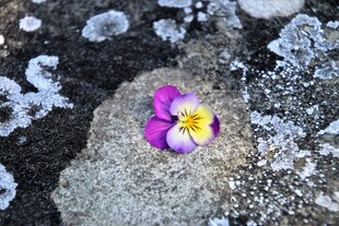 冰中三色堇小花