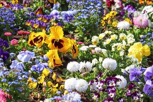 缤纷三色堇花丛