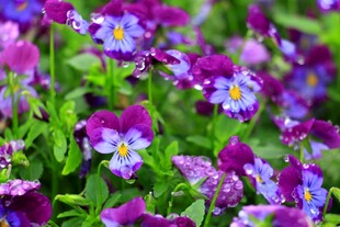 紫色三色堇花丛