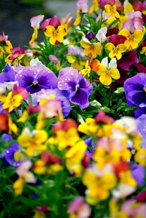 缤纷三色堇花丛