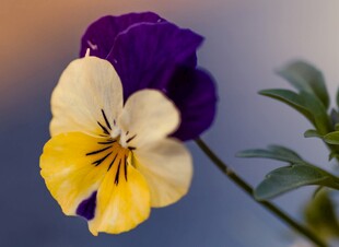 三色堇花朵特写