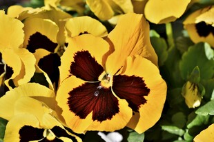 黄色三色堇花朵特写