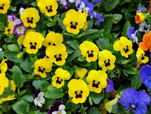明艳三色堇花丛