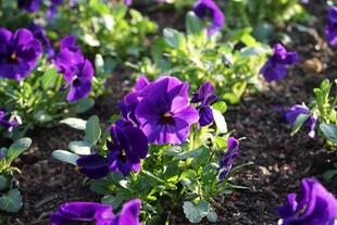 紫色矮牵牛花簇