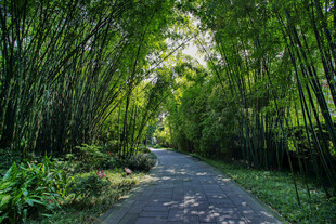 清幽林间林荫小道