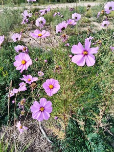 郊野粉紫格桑花