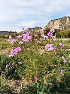 郊野粉紫色野花盛放