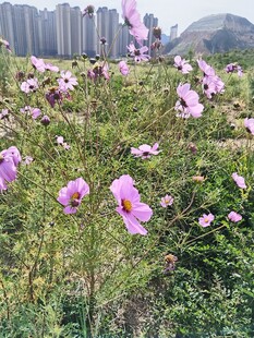 城郊格桑花花海