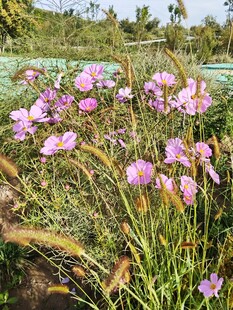 格桑花丛