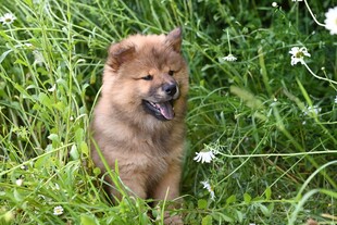 草地上的可爱松狮犬