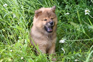 草地上的开心松狮幼犬