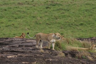 草原上的野生狮子