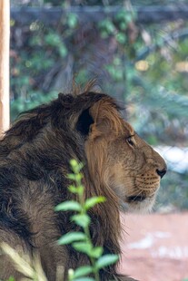 野生雄狮侧影