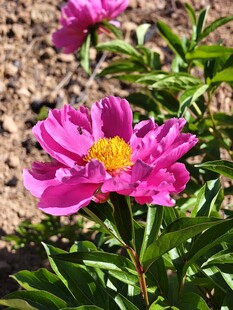 阳光下的粉色芍药花