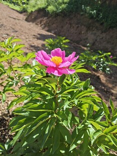 阳光下的粉色芍药花