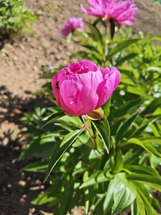 阳光下的粉色芍药花