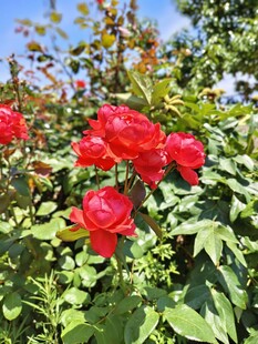 阳光下的月季花