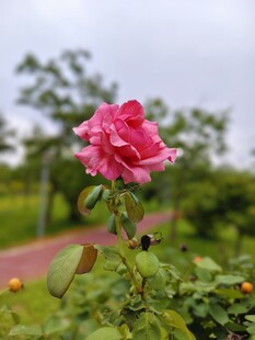 盛放的粉色月季花