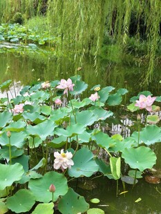 夏日荷塘美景