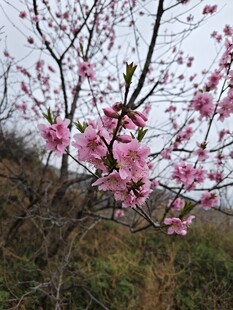 春日郊野桃花盛开