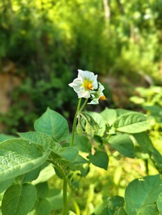 林间白色小花清新自然