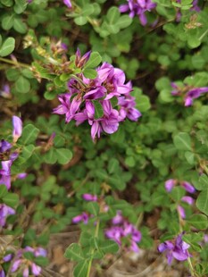 紫色野生小花