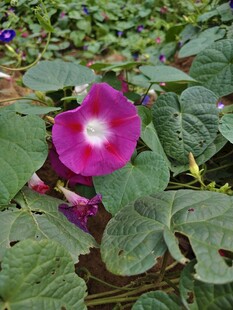 紫色牵牛花