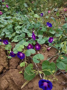 田间紫色牵牛花