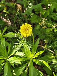 野地蒲公英黄花